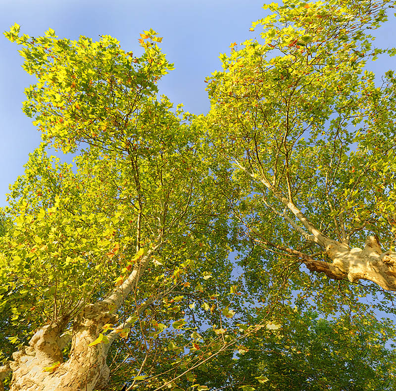 Platanes 03
